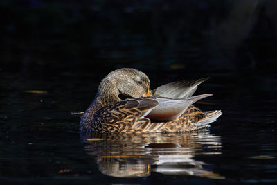 Duck swimming in a pond with its reflection showing in the water.