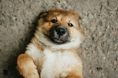 Close-up portrait of a dog