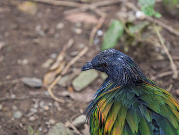 Close-up of a bird looking away