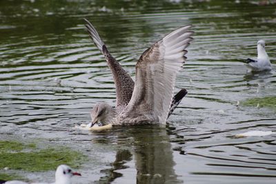 Seagull in the lake 