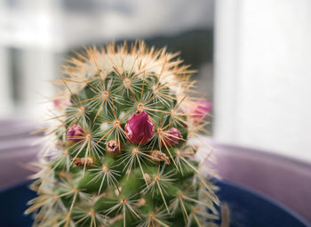 Close-up of cactus