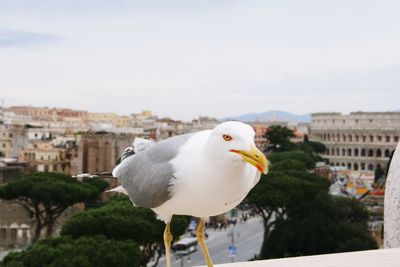 Close-up of seagull perching in city against sky