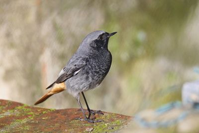 Close-up of bird perching on wood