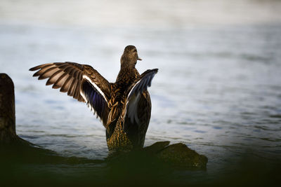 Bird flying over lake