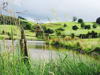 Scenic view of grassy field against sky