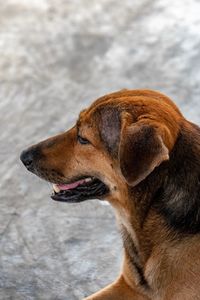 Close-up of dog looking away