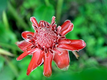 Close-up of red flower