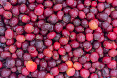 Laos coffee,pakxong coffee fruits farming in asia