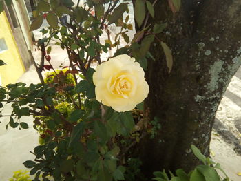 Close-up of yellow rose blooming outdoors