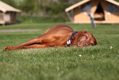 Close-up of dog lying on grass in field