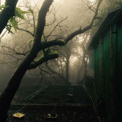 Bare trees by railroad tracks