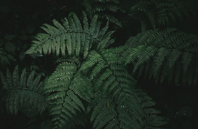 Close-up of fern growing outdoors