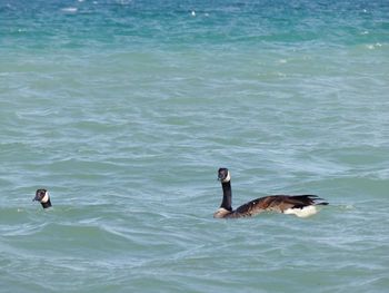 Ducks swimming in lake