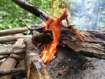 Close-up of crab on log