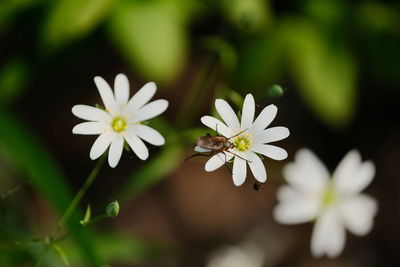 Close-up of white daisy flowers