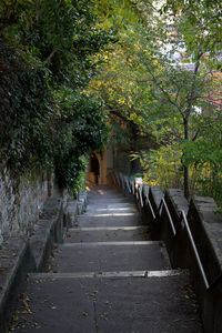 Boardwalk amidst trees