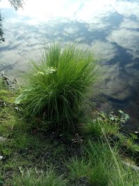Close-up of grass growing on field