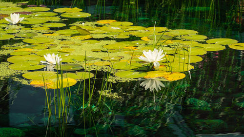 Close-up of yellow water lily in lake