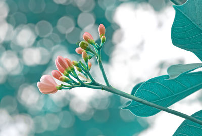 Close-up of flowering plant