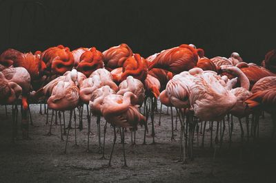 Flamingoes coping with the cold 