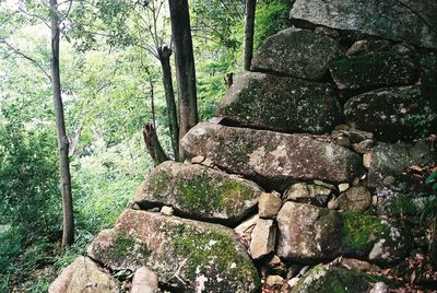 Moss growing on tree