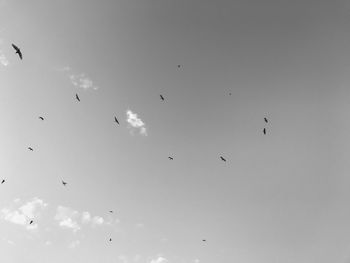 Low angle view of birds flying in sky