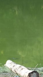 Close-up of tree by lake