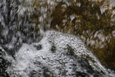 Close-up of animal flowing water in river