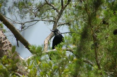 Low angle view of bird perching on tree against sky