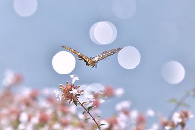 Close-up of cherry blossom against sky