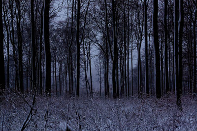 Trees in forest during winter