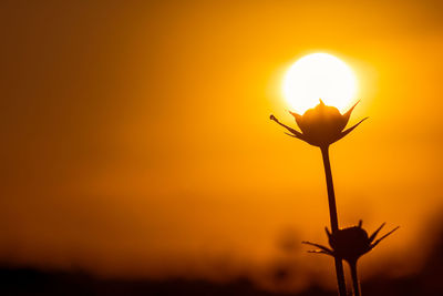 Close-up of silhouette plant against orange sky