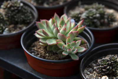 High angle view of potted plants