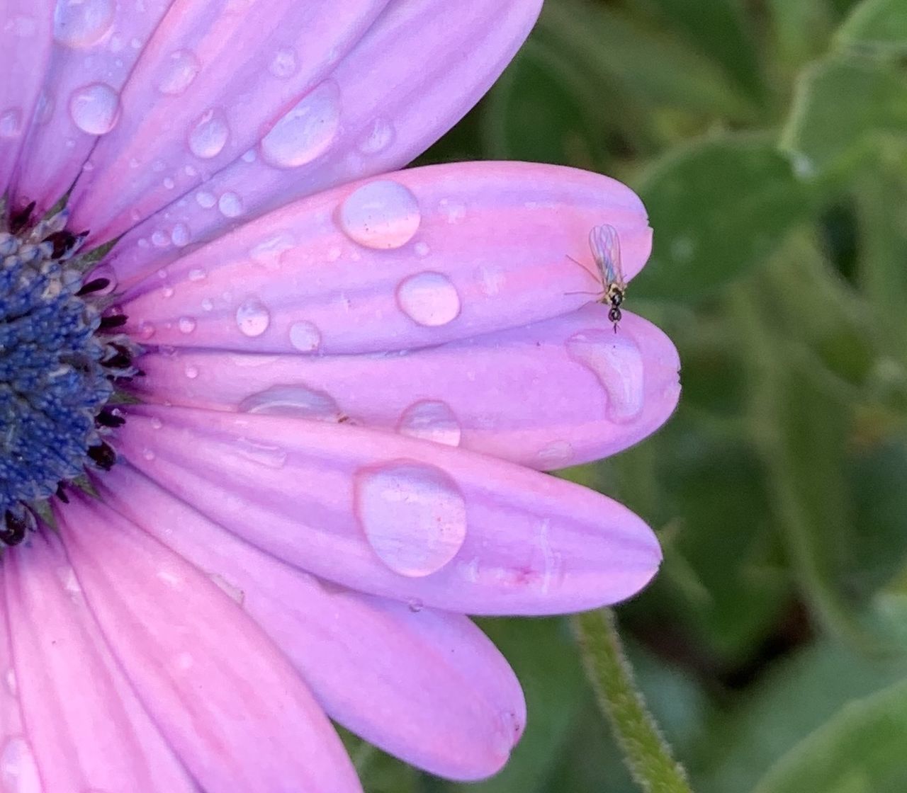 CLOSE-UP OF WET PURPLE FLOWER