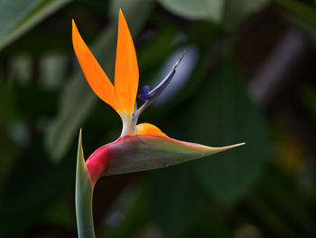 Close-up of orange flower