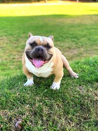 View of a dog on field