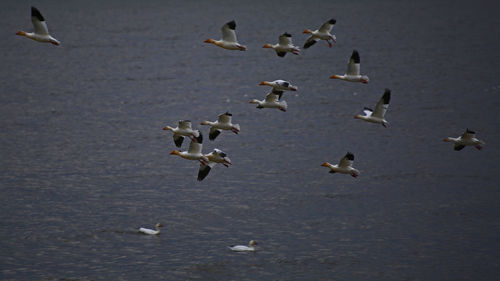 Birds flying over water