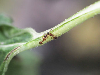 Close-up of ant on leaf