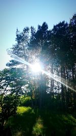 Sun shining through trees