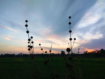 Silhouette plants on field against sky during sunset