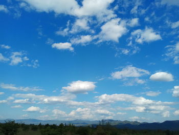 Low angle view of trees against blue sky