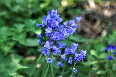 Close-up of purple flowering plant