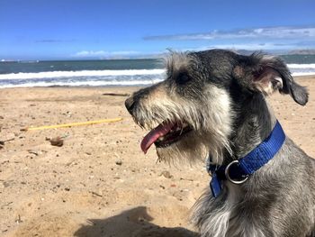 Close-up of dog on beach against sky