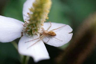 Close-up of insect pollinating flower