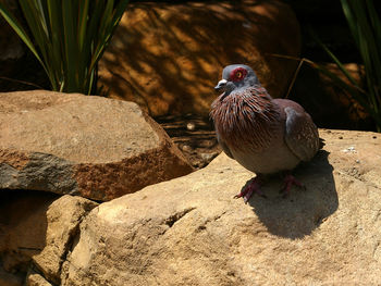 Speckled pigeon perching on rock during sunny day