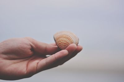 Cropped hand holding seashell against white background