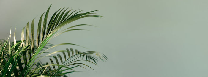 Close-up of palm leaf with solid light green background. empty space for copy or product promotion.