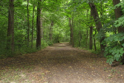 Road passing through forest