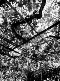 Low angle view of flowering tree