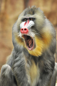 Sleepy mandrill